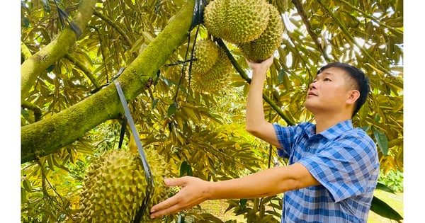 Trúng giá, nông dân ăn tết lớn