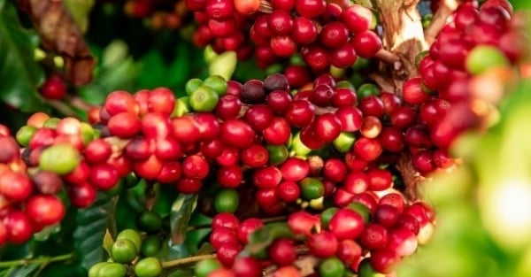 El precio de exportación del café robusta cae repentinamente y de forma drástica