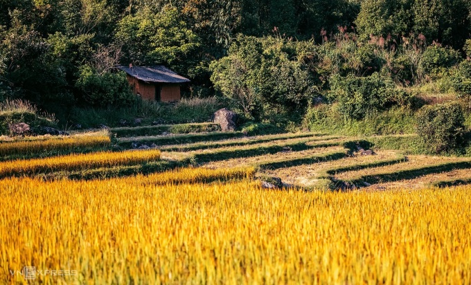 Golden season in Binh Lieu. Photo: Le Cao Hai