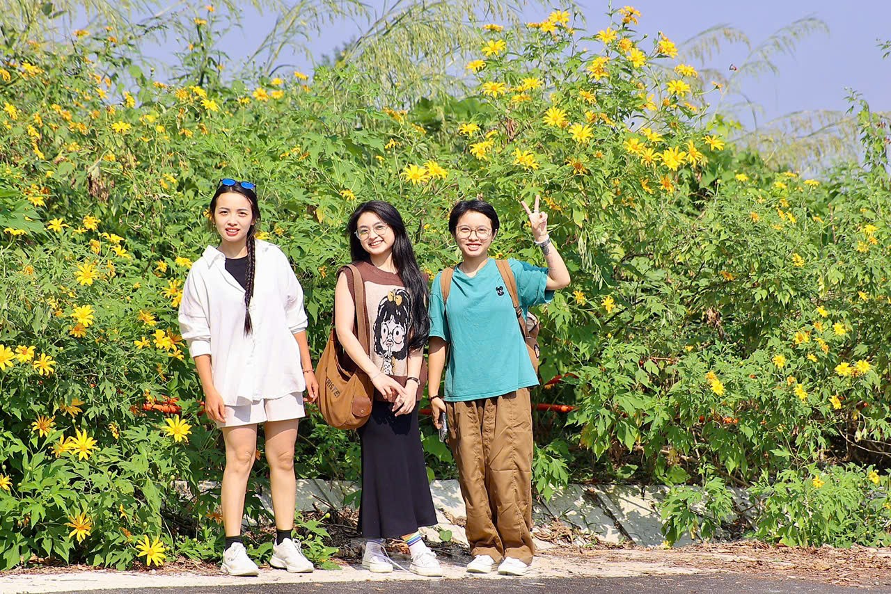 Multitudes se congregan ante los girasoles silvestres en los suburbios de Hanoi, foto 9