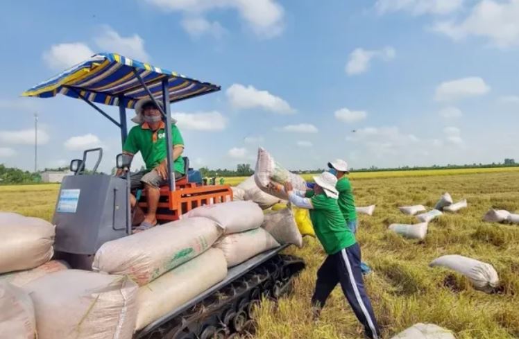 Las exportaciones de arroz aumentaron más del 46%