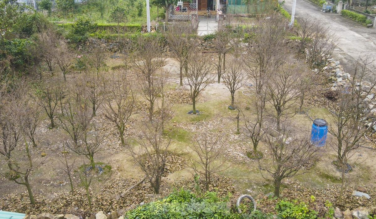 Ha Tinh farmers install 'magic eyes' to protect yellow apricot blossoms to welcome Tet photo 5