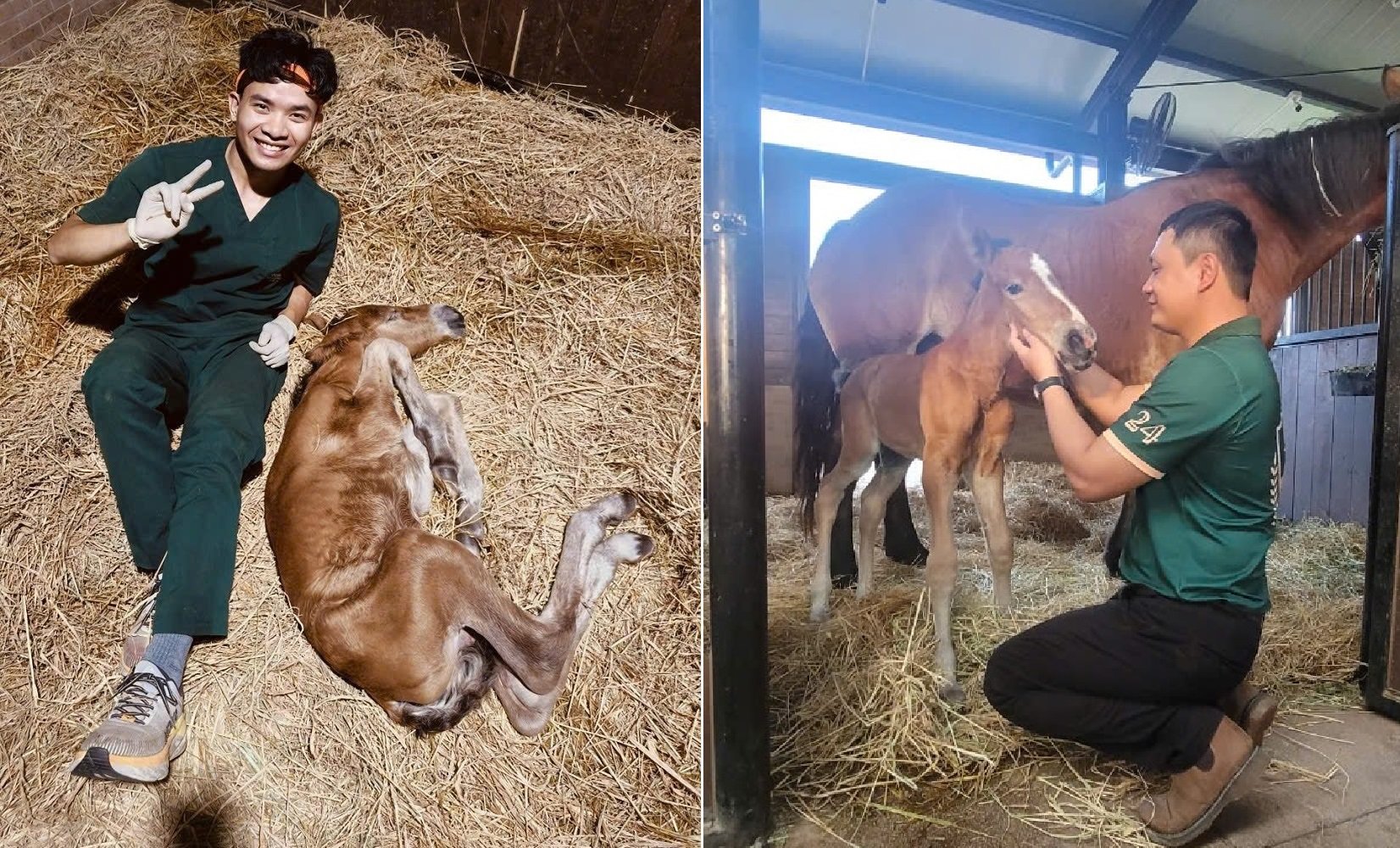 El caballo más alto del mundo saluda al mundo en la Vinpearl Horse Academy foto 1