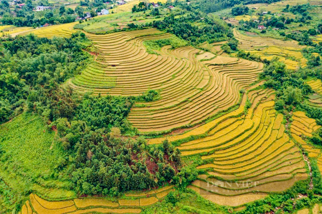 Ngắm thiên đường cỏ lau, lúa chín vàng ở huyện biên giới Bình Liêu, Quảng Ninh- Ảnh 2.