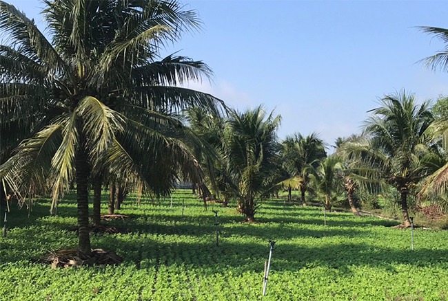 Trồng xen canh kiểu lạ ở Bình Định, cho đậu phụng, vườn đẹp, thu nhập 