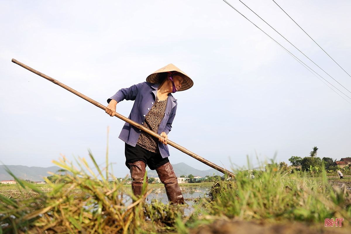 Ha Tinh farmers race against summer-autumn planting schedule