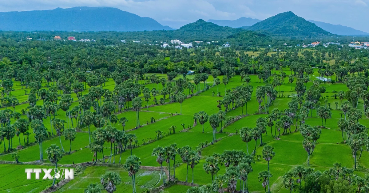 An Giang: Bảo tồn và phát huy nghề làm đường thốt nốt của đồng bào Khmer