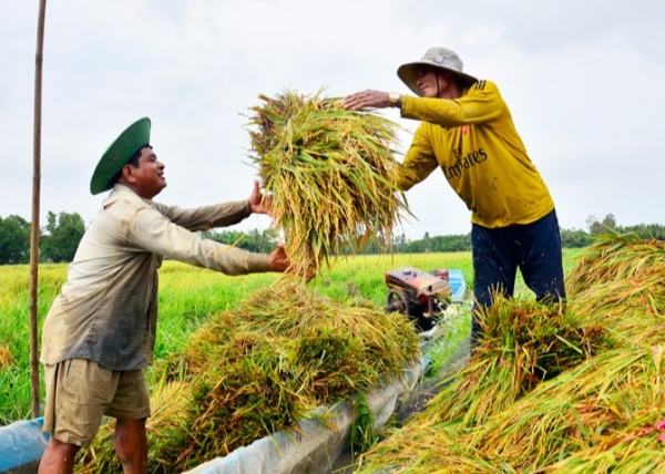 El mercado comercial está tranquilo, los precios del arroz disminuyen ligeramente