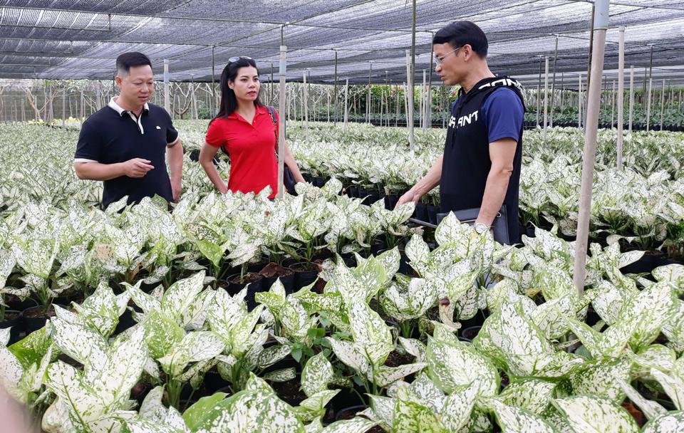 Touristen besuchen das Blumendorf Sa Dec (Dong Thap). Foto von : Hoai Nam