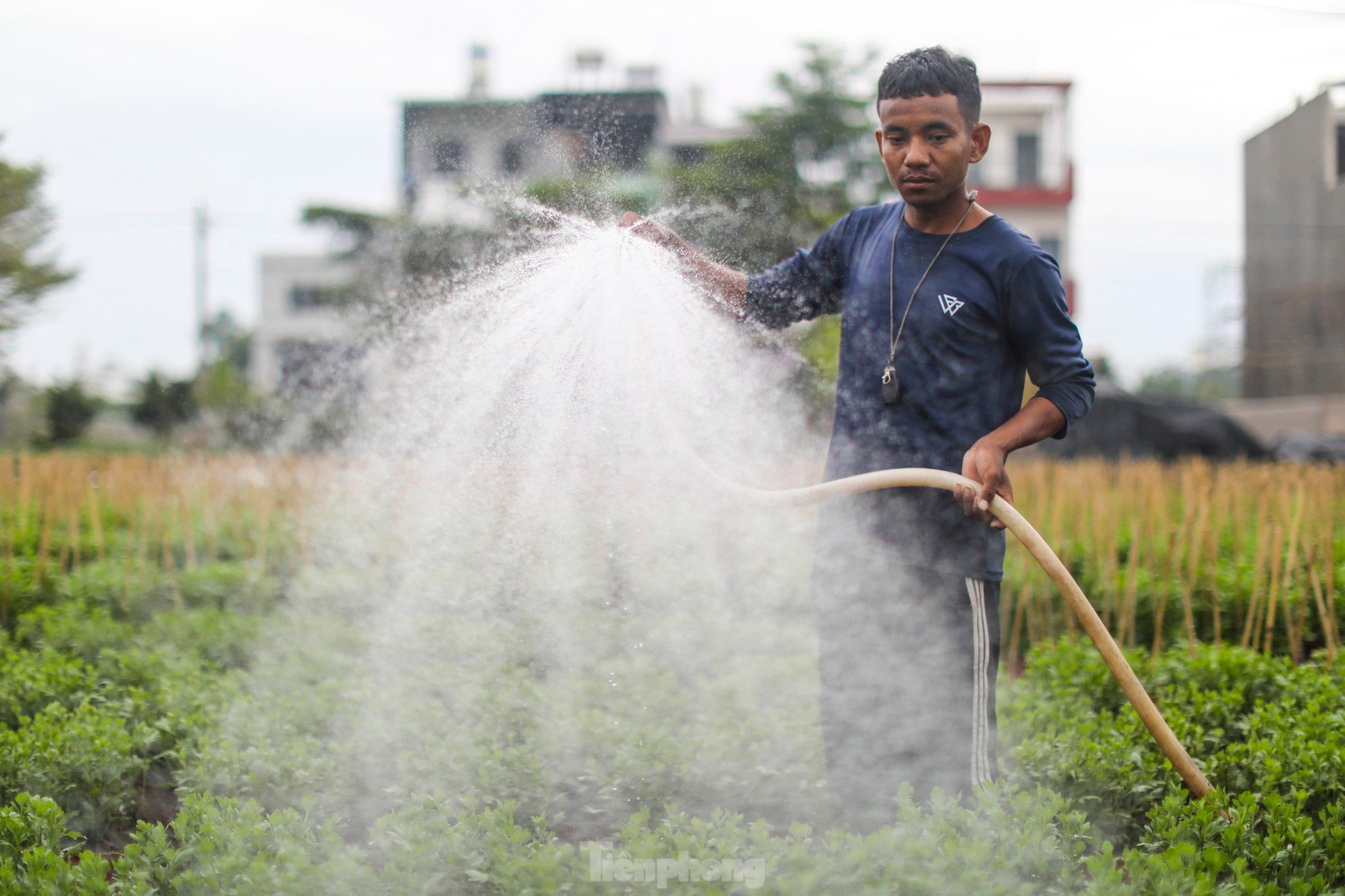 El pueblo de flores del Tet más grande de la ciudad de Ho Chi Minh está 'distorsionado' por el clima foto 4