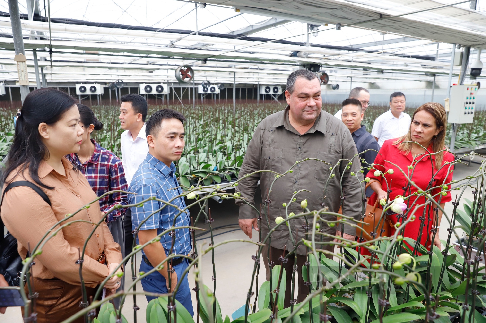 Hội Tiểu nông Cuba ấn tượng với mô hình trồng lan mang lại doanh thu hơn 100 tỷ đồng của nông dân Hải Phòng - Ảnh 3.