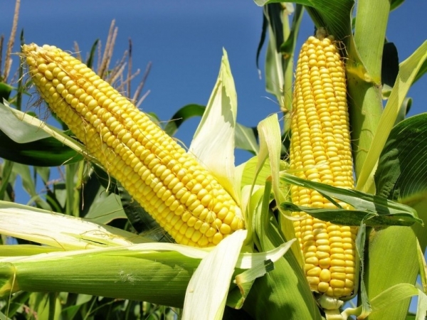 Argentina is one of the five main markets supplying corn to Vietnam.