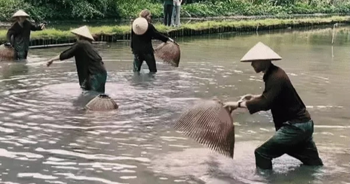 Los turistas occidentales disfrutan caminando por los campos de arroz, masajeando búfalos y atrapando peces en trampas de bambú en Vietnam.