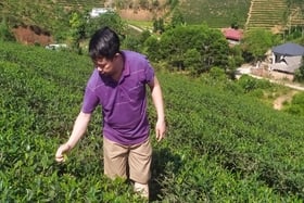 Una ola de calor daña muchas zonas de té en Tan Son