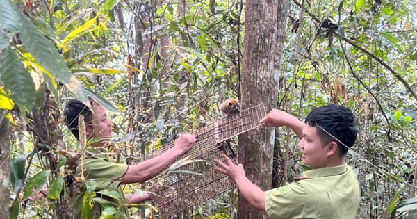 悲しそうな顔をしたこの野生動物をディエンビエンの密林に放してあげましょう