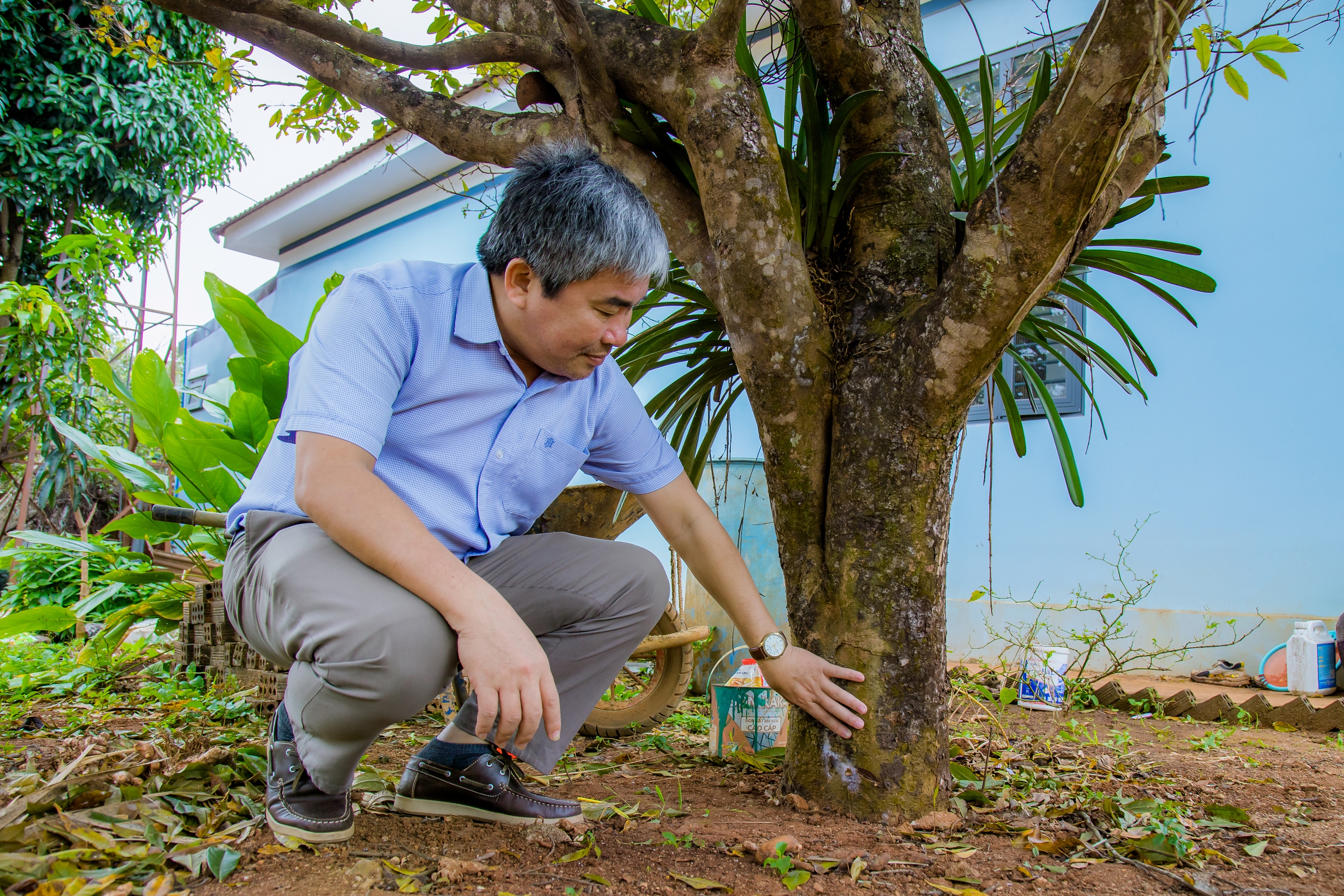 Những cây mai rừng đồ sộ của thầy giáo phố núi khiến cả vùng trầm trồ - Ảnh 6.