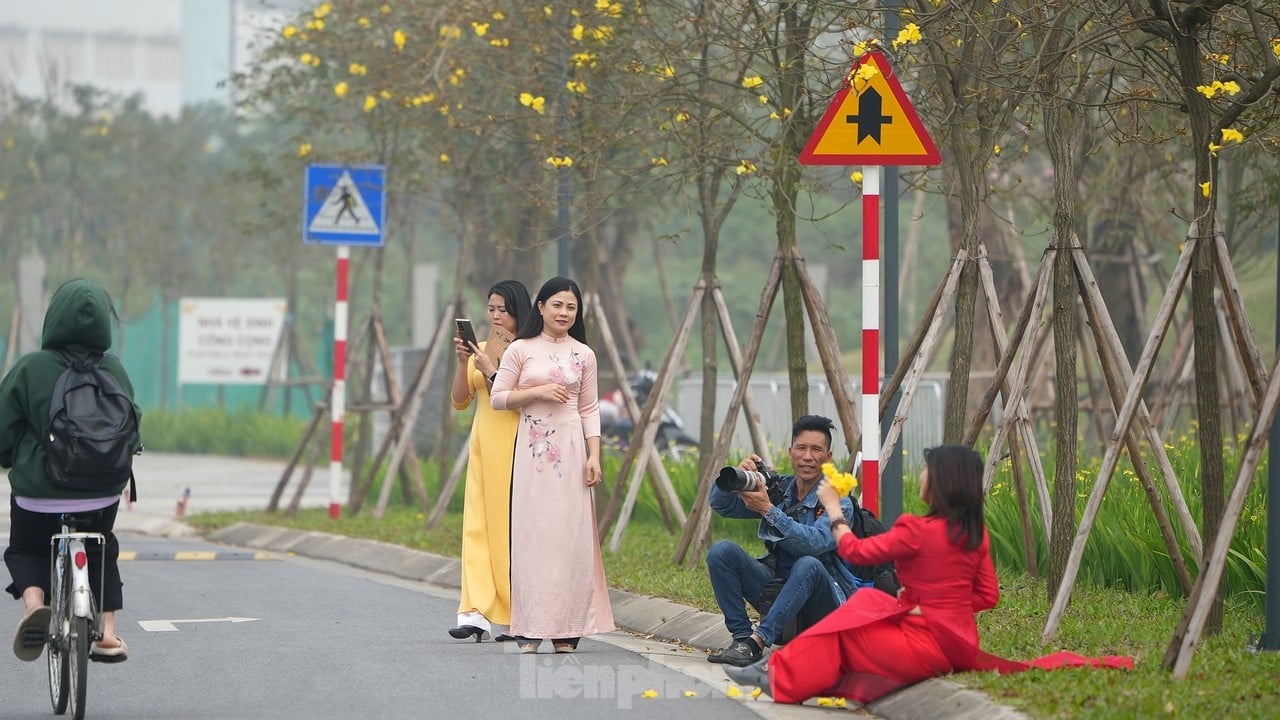 ハノイの街角で季節の初めに咲く黄色い風鈴の花を堪能してください。写真7