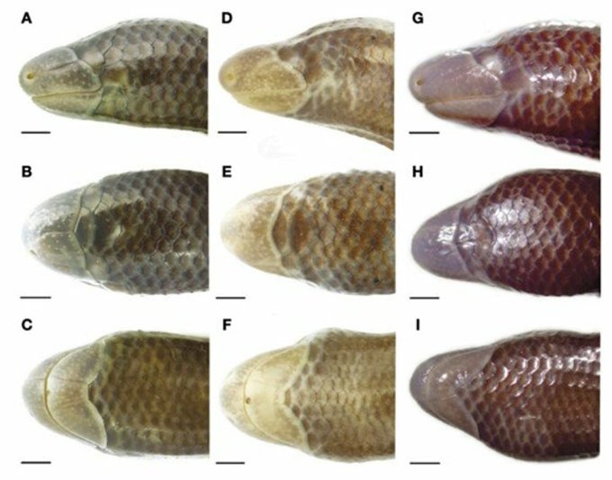 Characteristics of the head scales of D. deimontis. Photo: Research team