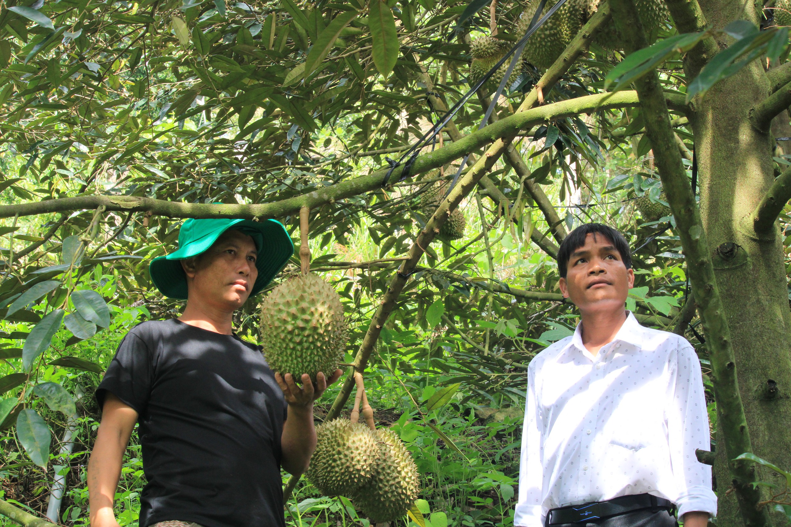 Một nông dân ở huyện Khánh Sơn trồng sầu riêng áp dụng sinh học thu nhập hơn nửa tỷ đồng - Ảnh 2.