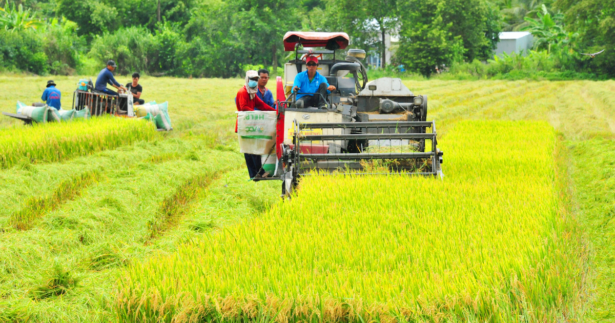 Hướng tới “gạo Việt xanh, phát thải thấp”