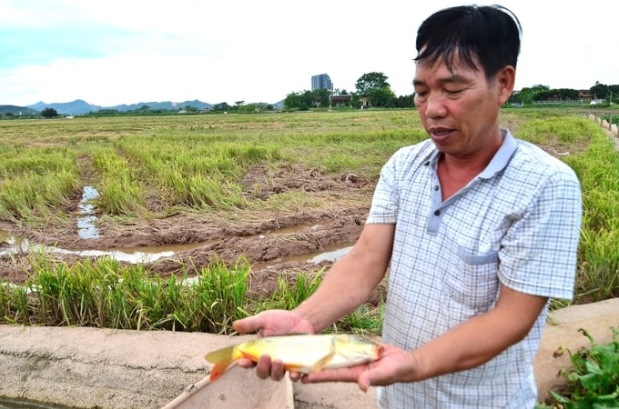 Anh Tăng Văn Bình kiểm tra cá chuẩn bị thả xuống ruộng. Ảnh: Dương Đình Tường.