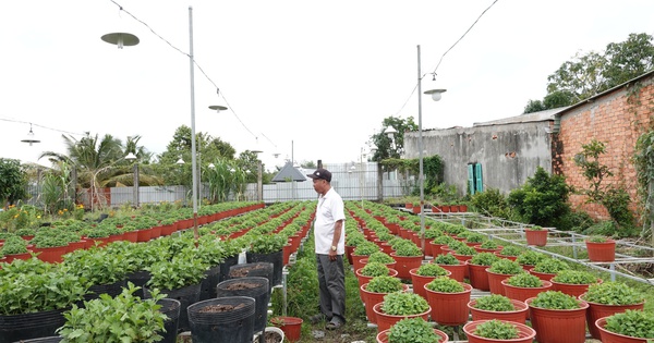 Le plus grand village de fleurs ornementales de Can Tho a réduit sa quantité de moitié en raison de préoccupations concernant les produits invendus.