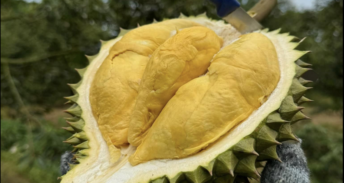 សត្វក្រពើ ទុរេនទឹកកក ដូងស្រស់ ជាផ្លូវការមាន 'ទិដ្ឋាការ' ទៅប្រទេសចិន