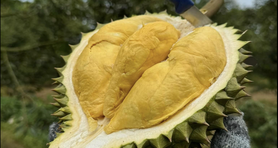 Crocodile, frozen durian, fresh coconut officially have 'visa' to China