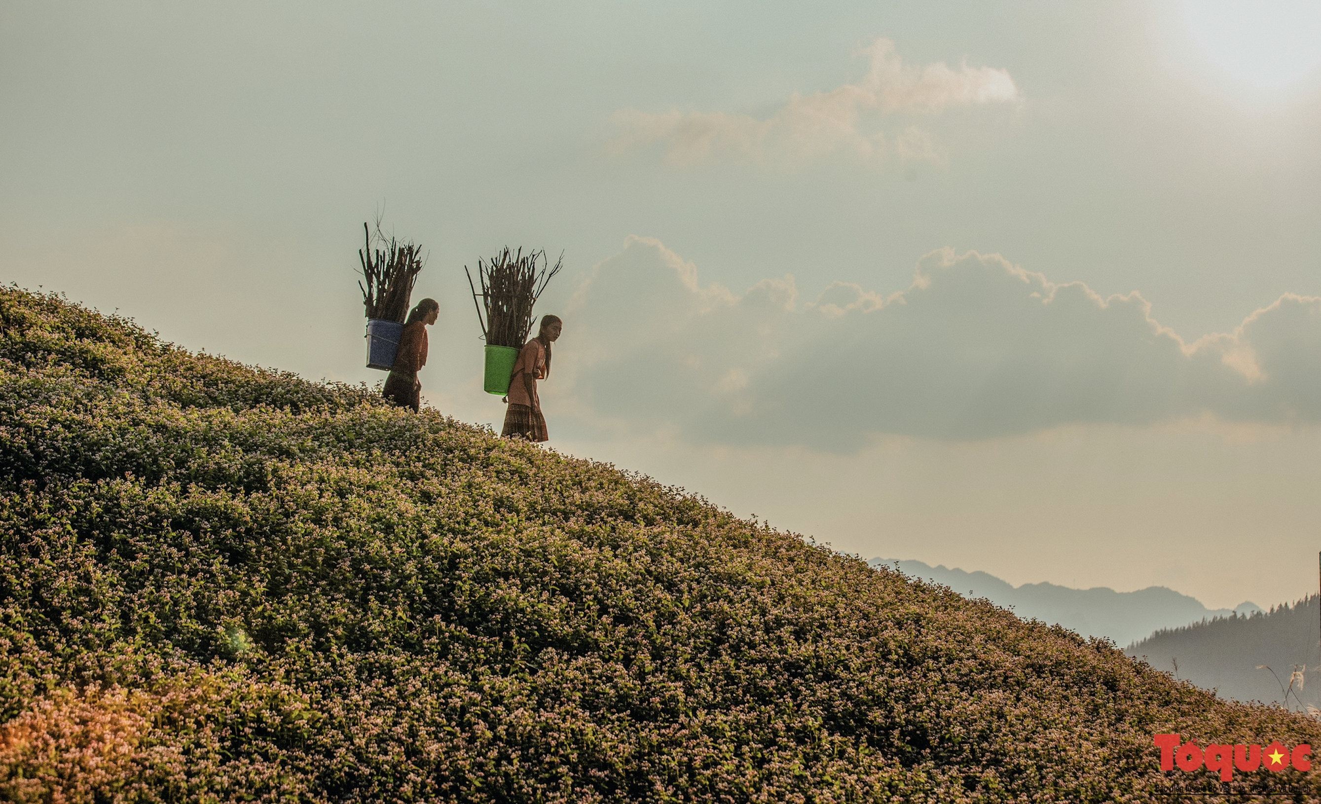 Buchweizenblüten färben das Bac Ha-Plateau weiß