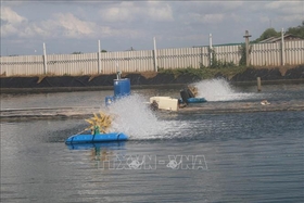 Tien Giang develops coastal seafood farming