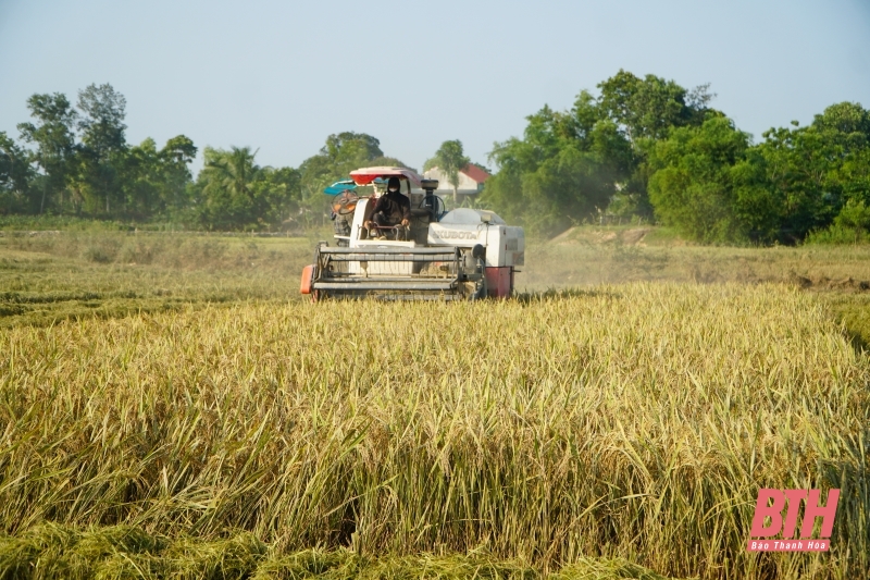 Los agricultores de Hop Ly cosechan temprano los campos de arroz inundados