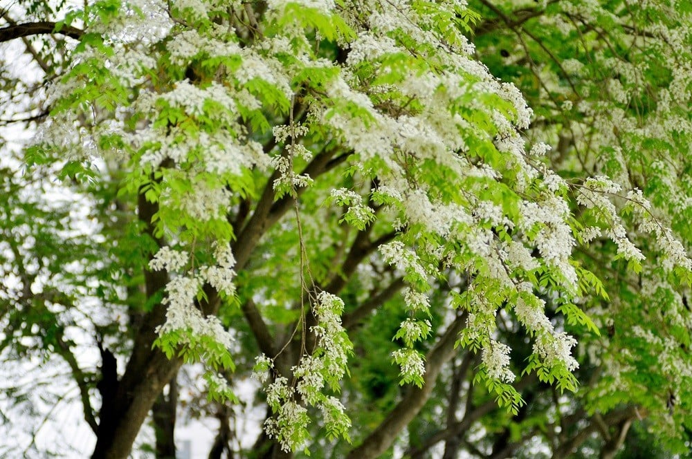 De nombreux coins de rues de Hanoi sont recouverts de neige avec la couleur blanche pure des fleurs de Sua photo 3