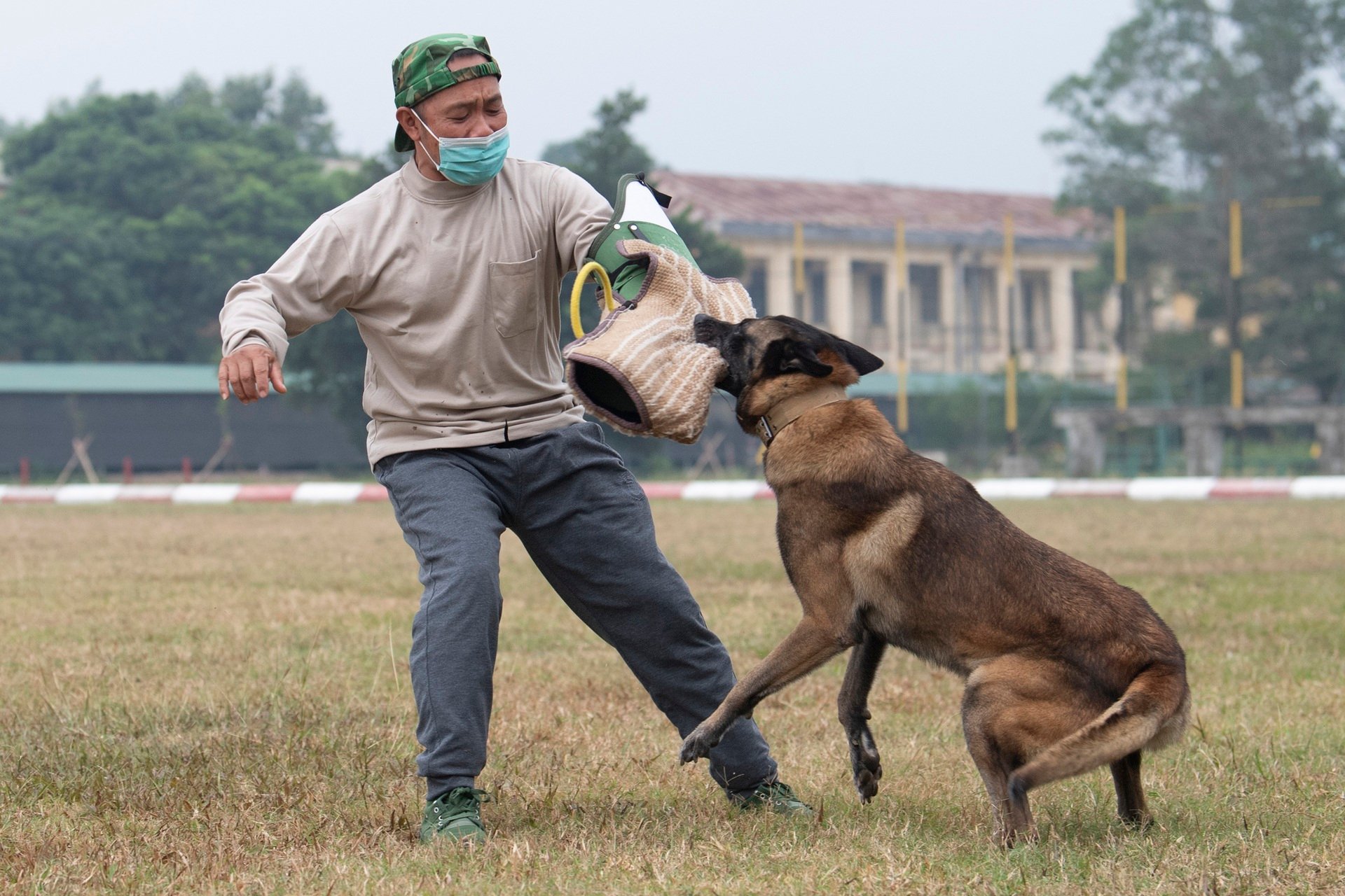 Quân khuyển trình diễn vượt vòng lửa, bắt tội phạm ở Triển lãm Quốc phòng - 7