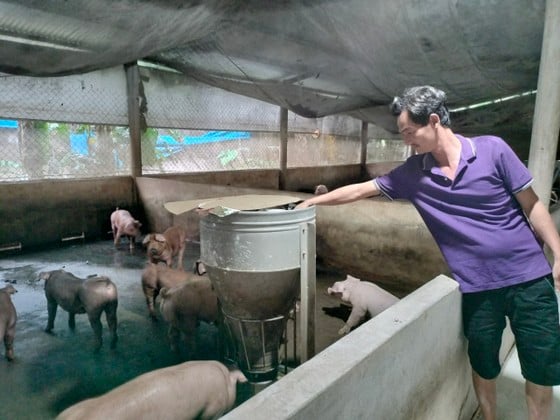 Anh Vũ Văn Vĩnh (xã Sông Trầu, huyện Trảng Bom, Đồng Nai) không dám tái đàn heo vì giá cám cao, giá heo hơi giảm ảnh 1