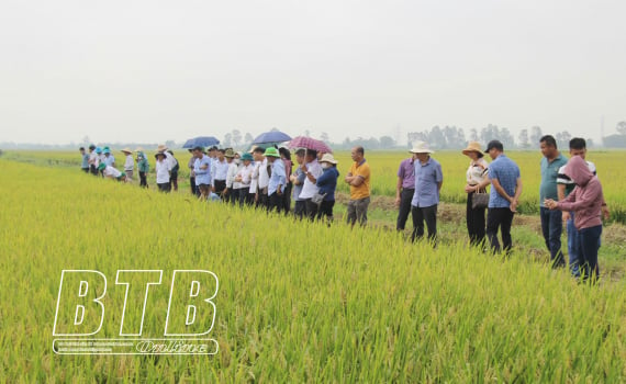 Se espera que el modelo de producción de arroz orgánico en la comuna de Thuy Thanh rinda 56,96 toneladas/ha.