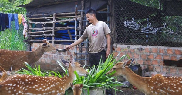 Regardez le clip d'une startup, un jeune homme de Kon Tum a essayé d'élever des cerfs tachetés, contre toute attente, cela s'est bien vendu