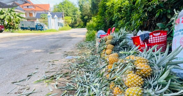 In a famous precious wood forest in Vinh Phuc, people grow pineapple trees that produce delicious fruit and sell well.