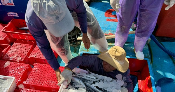 Um dem Sturm zu entgehen, brechen die Fischer von Quang Ngai ihre Fangtouren ab und eilen zurück ans Ufer, um ihren Fisch zu verkaufen.