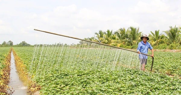 Un agricultor de Vinh Long inventó un dispositivo para regar las batatas como si fuera lluvia y logró que todo el pueblo lo admirara.