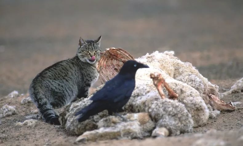 Australia coloca trampas para envenenar a los gatos salvajes invasores