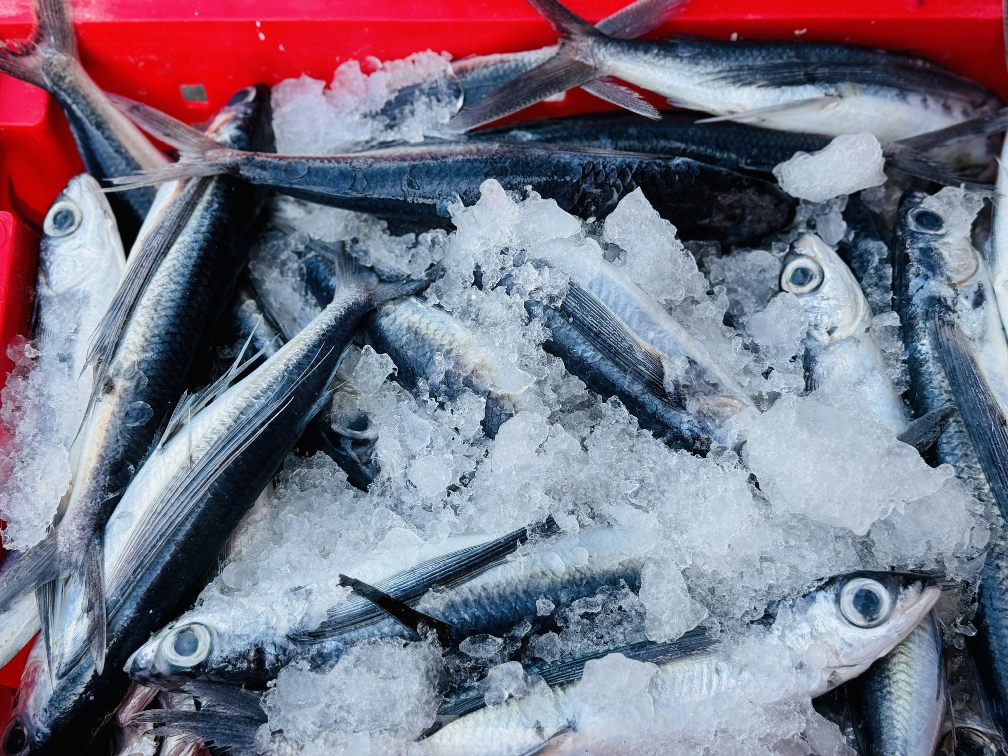 Fischer aus Quang Ngai beenden ihren Angelausflug nicht und kehren eilig ans Ufer zurück, um den Fisch zu verkaufen und dem Sturm zu entgehen. Foto 5