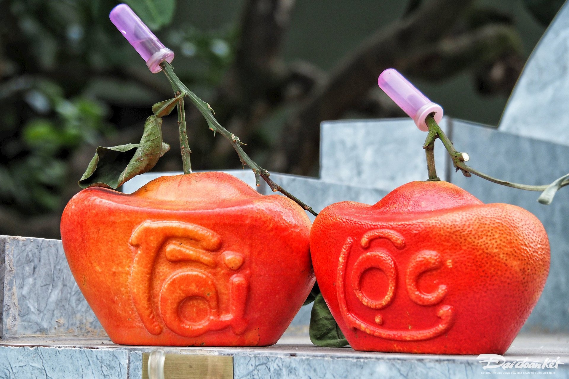 Pomelo rojo de forma única "agotado" con motivo del Año Nuevo Lunar