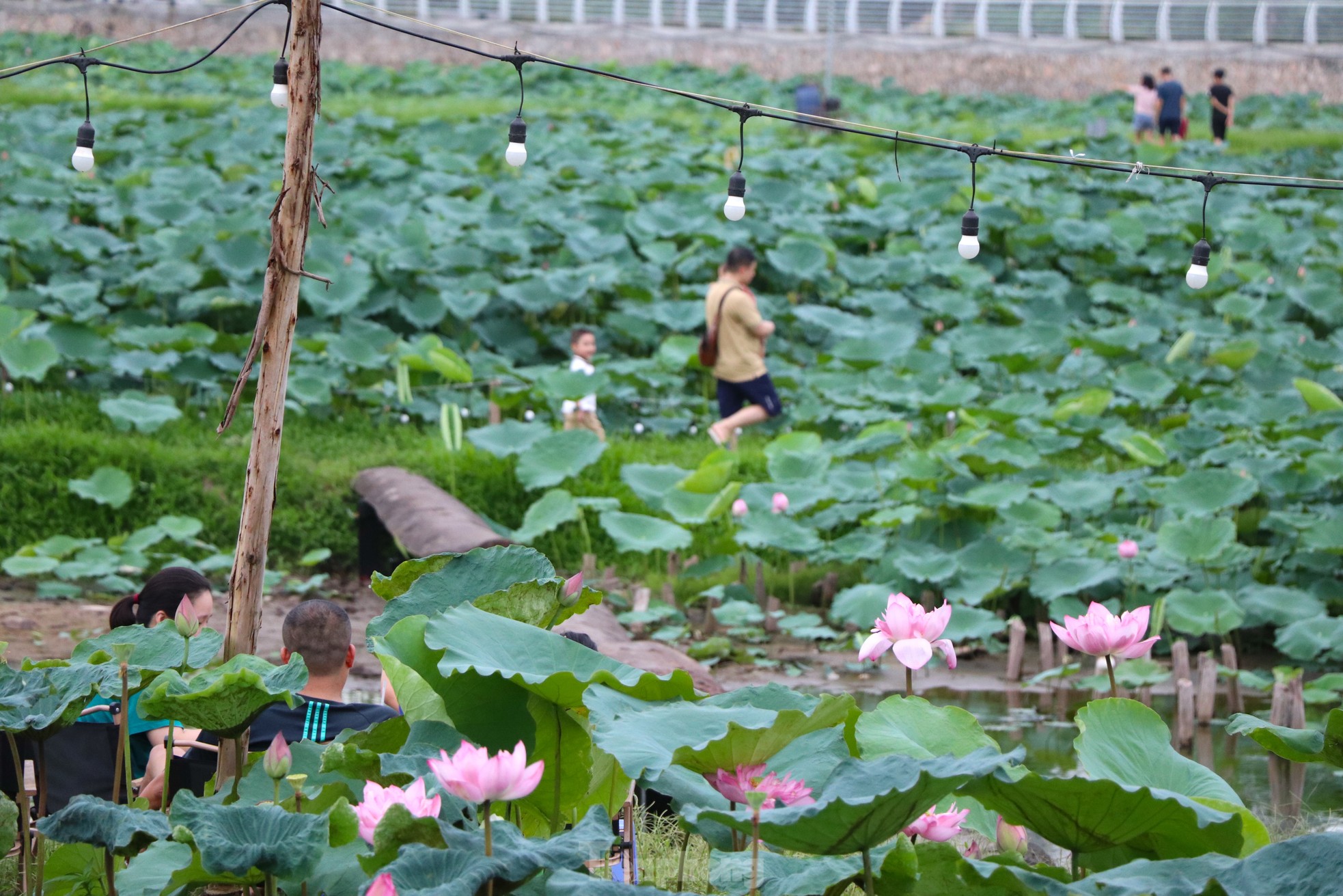 Người dân thích thú với đầm sen Bách Diệp được trồng khôi phục ở hồ Tây ảnh 5