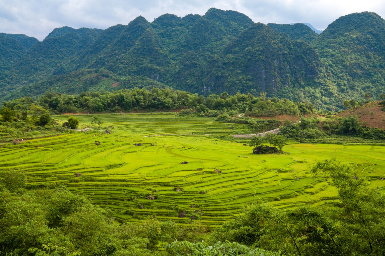 Mùa lúa chín ở Pù Luông đến vào khoảng cuối tháng 5. Ảnh: Phạm Văn Phong  