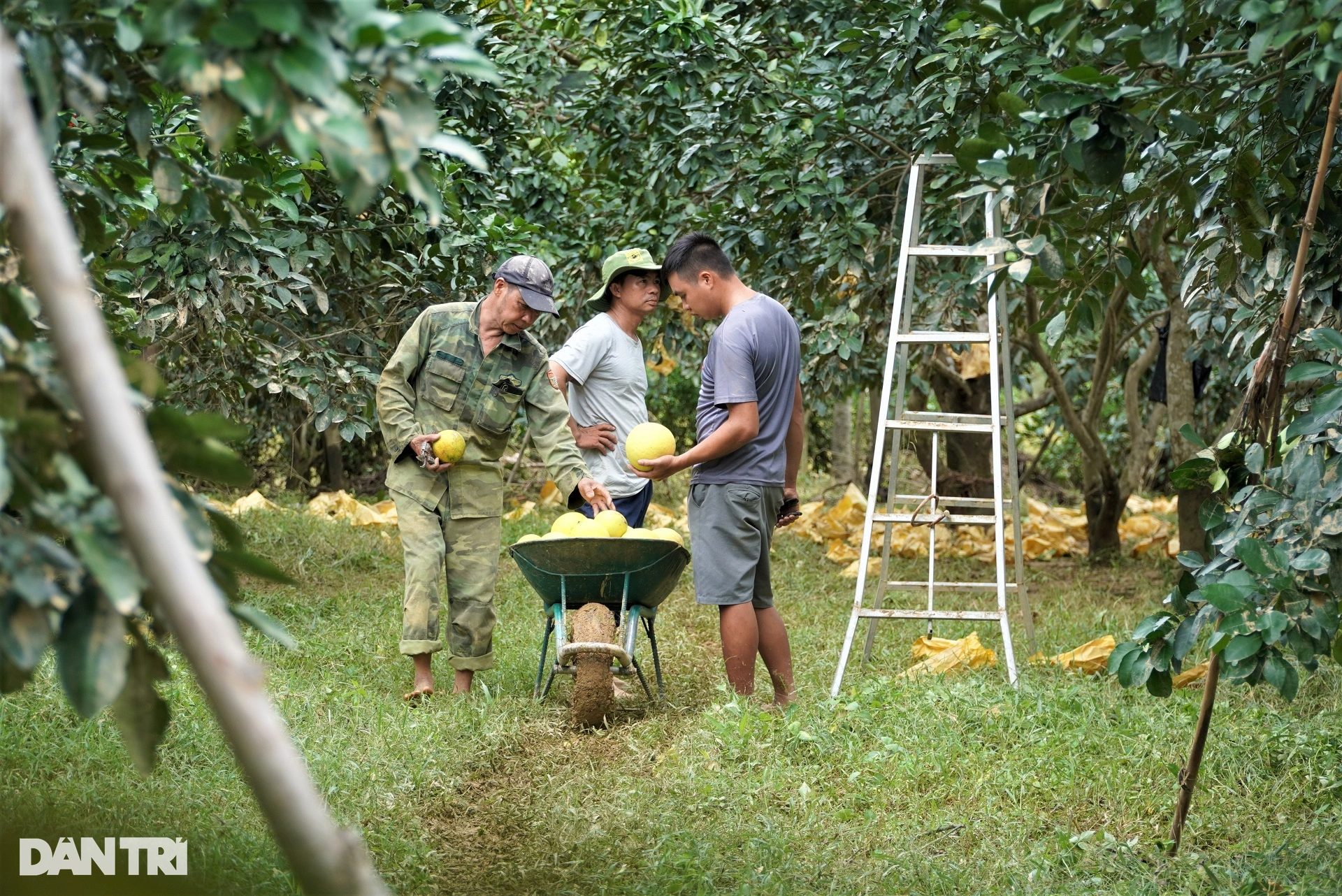 Hàng chục héc ta cây ăn quả đặc sản chìm trong nước lũ, dân vớt vát tài sản - 3