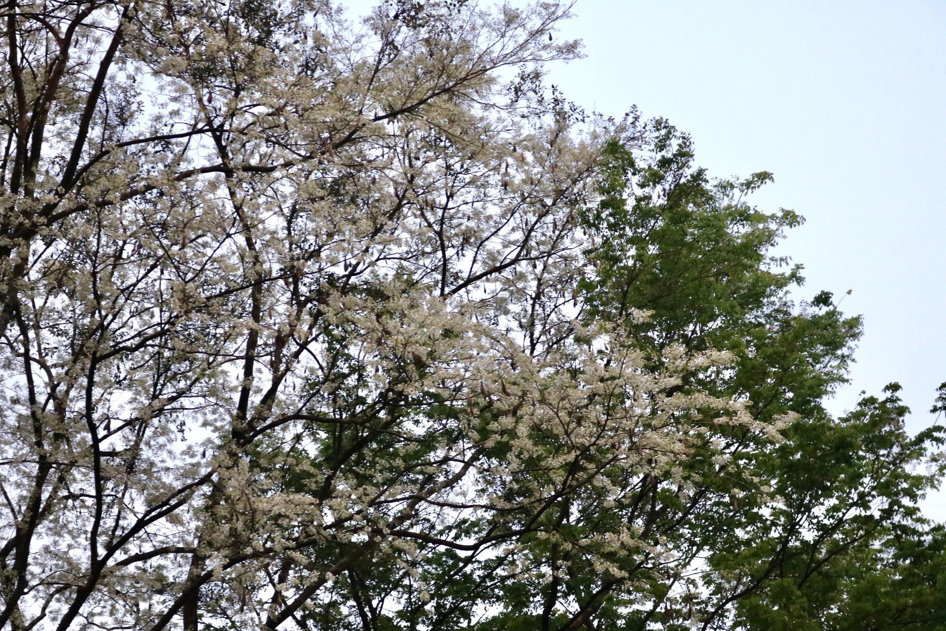 De nombreux coins de rues de Hanoi sont recouverts de neige avec la couleur blanche pure des fleurs de Su photo 6