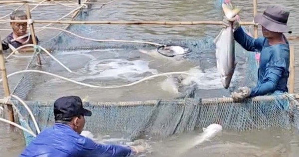 大きな川に生息する特産の魚であるメバチナマズは現在、ベンチェの土池で養殖に成功しており、1kgあたり15万ドンで販売されている。