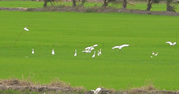 Cò trắng, một loài động vật hoang dã, chim hoang dã đang bay trắng đồng ở Tràm Chim của Đồng Tháp