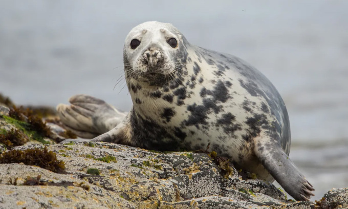 Grey seals, which have been recorded foraging around wind turbines. Photo: Luca Nichetti/Shutterstock