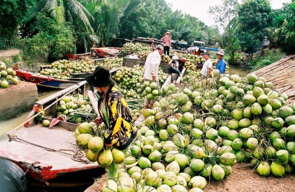 កសិកររំភើបនឹងការកើនឡើងយ៉ាងខ្លាំងនៃការនាំចេញដូងស្រស់ទៅកាន់ប្រទេសចិន